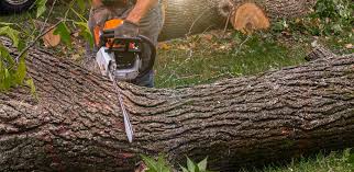 Best Tree Disease Treatment  in West Hills, PA
