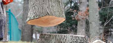 Best Hazardous Tree Removal  in West Hills, PA