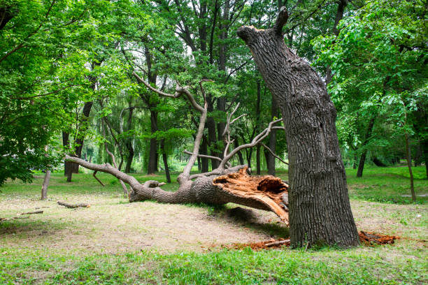 Best Tree Health Inspection  in West Hills, PA