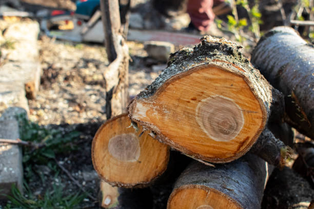  West Hills, PA Tree Care Pros
