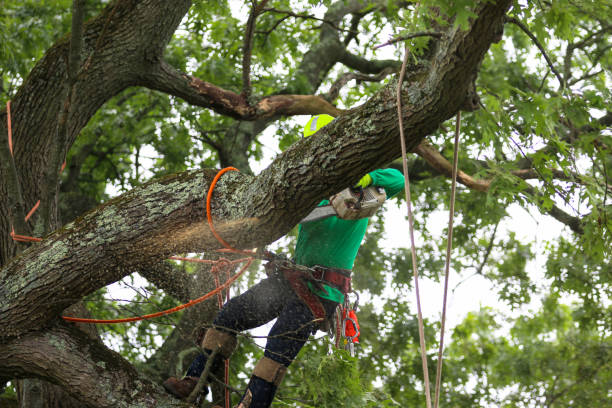 Best Utility Line Clearance  in West Hills, PA