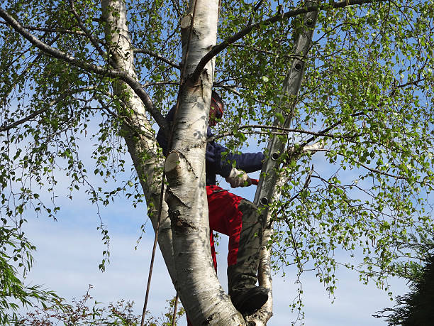 Best Tree Removal  in West Hills, PA
