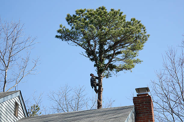 Best Root Management and Removal  in West Hills, PA