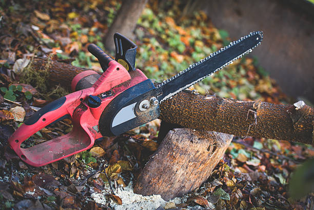 Best Tree Trimming and Pruning  in West Hills, PA