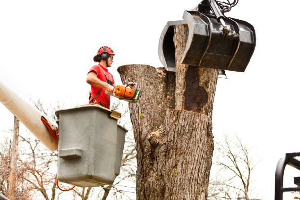 Best Leaf Removal  in West Hills, PA